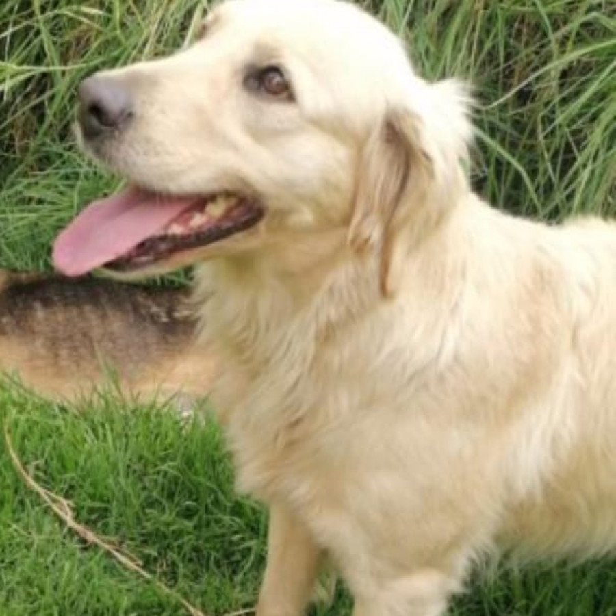RAMONA | Raza Mestiza, cruza de Golden Retriever | Final Feliz