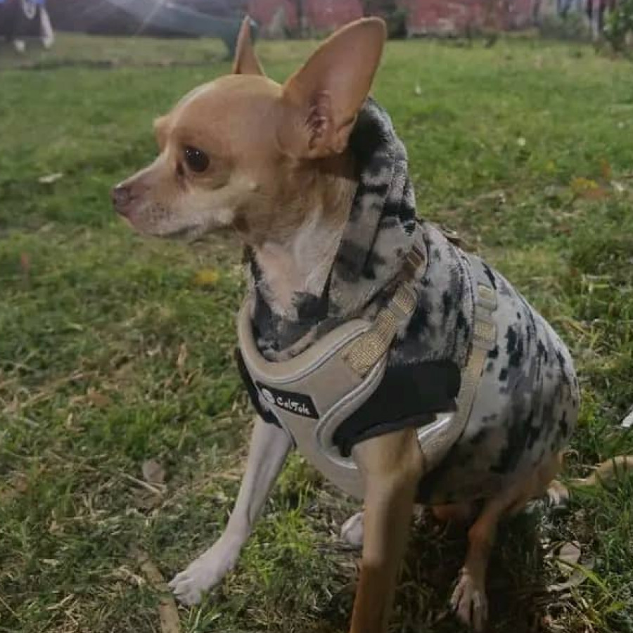 ZEUS | Raza Chihuahua | Perdido