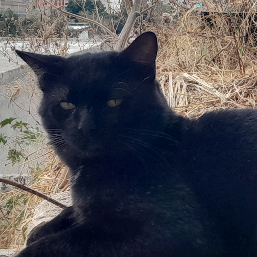 TOMMY | Raza Bombay | Perdido