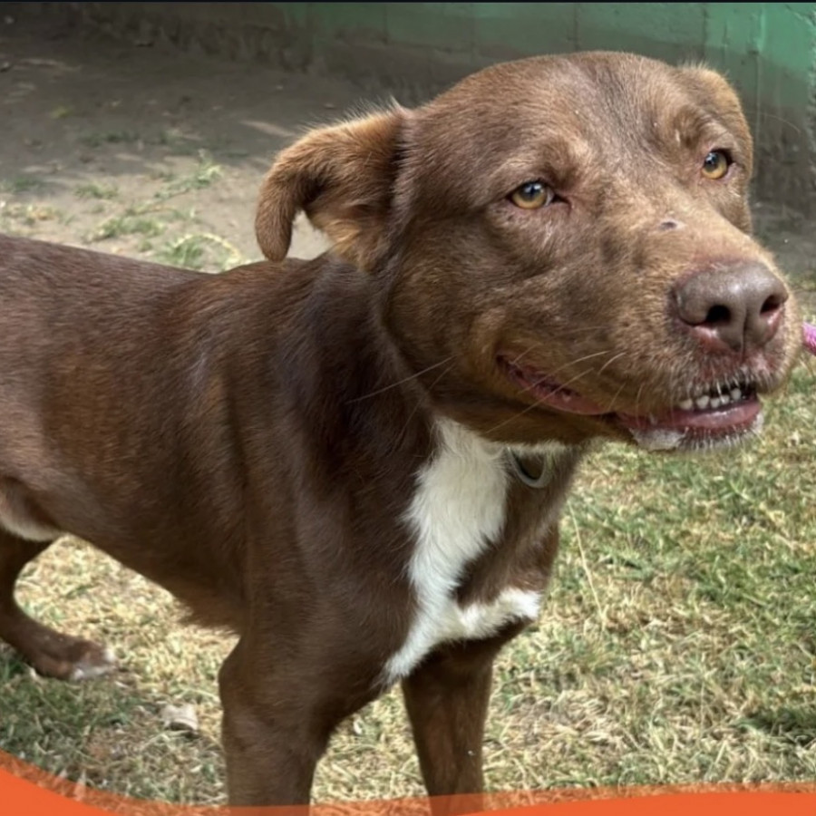 PEJO | Raza Mestizo, cruza de American Pitbull Terrier | En Adopción
