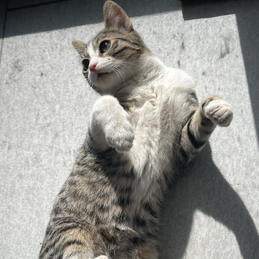 TOMÁS | Raza Doméstico Américano de Pelo Corto | Perdido