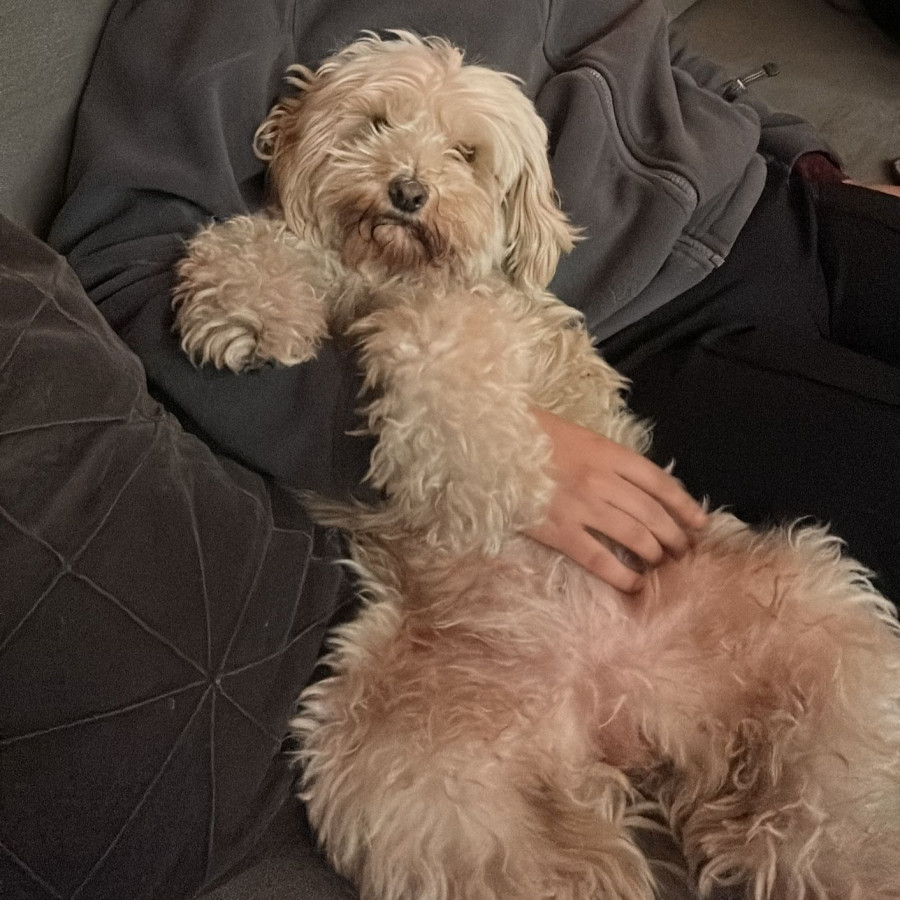 JUANA | Raza Mestiza, cruza de French Poodle con Maltés,  (Maltipoo). | Final Feliz