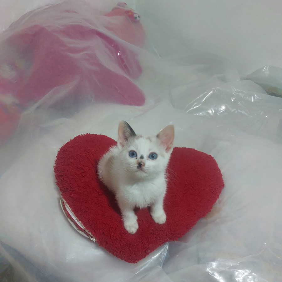 LUNA | Raza Aslan o Siamés moderno, punto crema | En Adopción