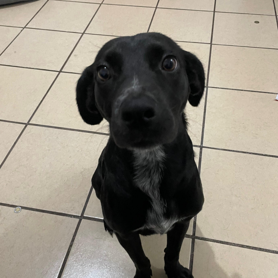 HUESOS | Raza Mestizo | En Adopción