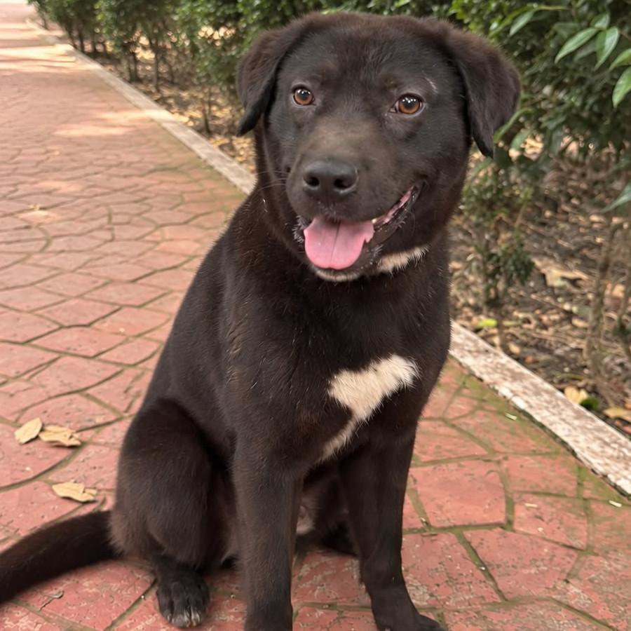 OSEZNO GABRIEL | Raza Mestizo, cruza de Labrador | En Adopción
