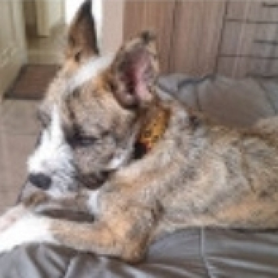  | Raza Mestizo | Encontrado