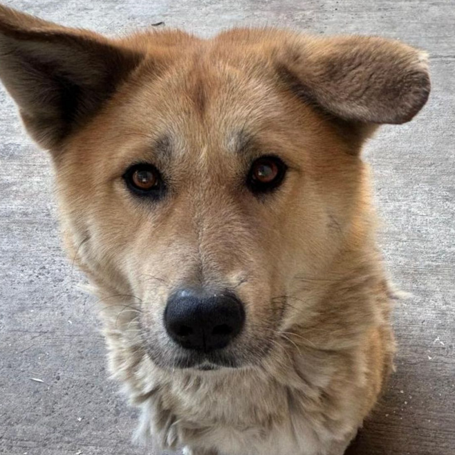 OSO | Raza Mestizo | Perdido