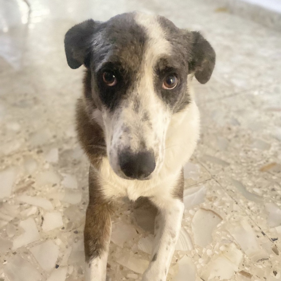 RON | Raza Mestizo, cruza de Border Collie con Pastor Australiano | Perdido