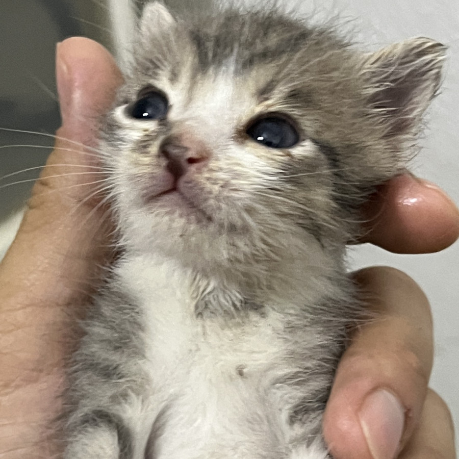 HERMOSA GATITA | Raza Doméstico Américano de Pelo Corto | En Adopción