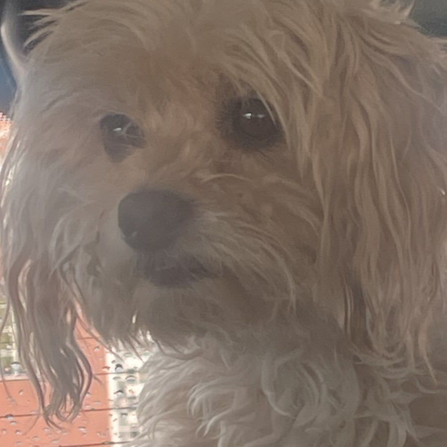 LALA | Raza Mestiza, cruza de French Poodle con Chihuahua | Perdida