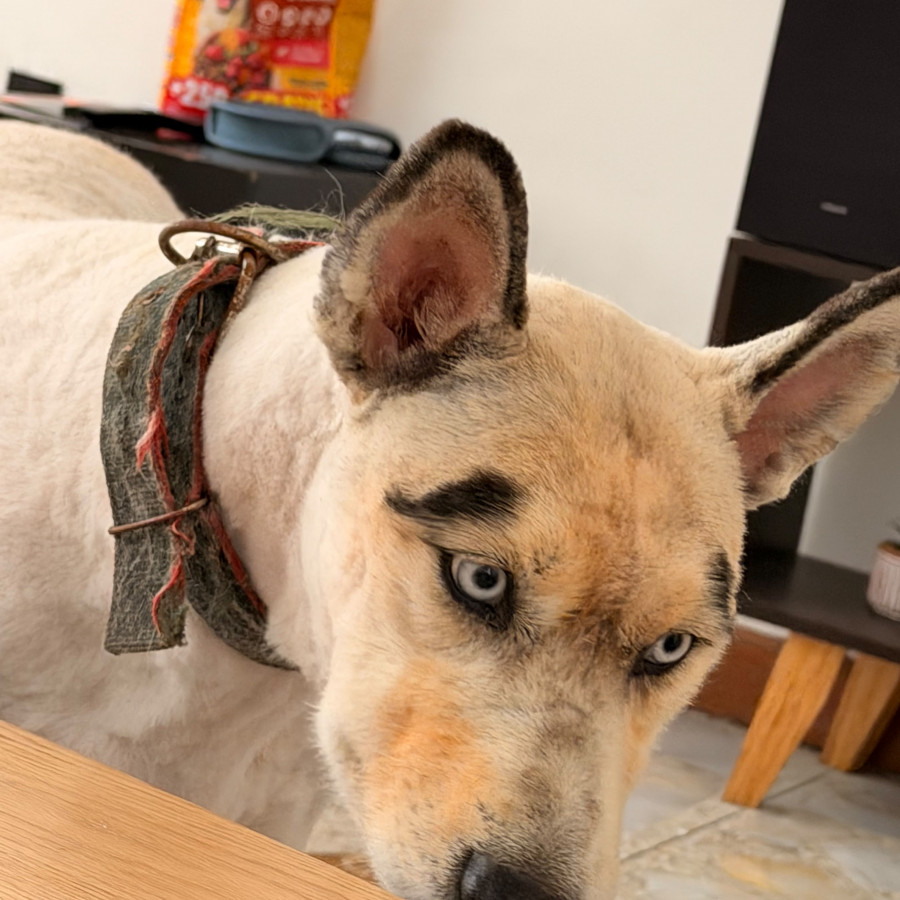 ZEUS | Raza Husky Siberiano | Perdido