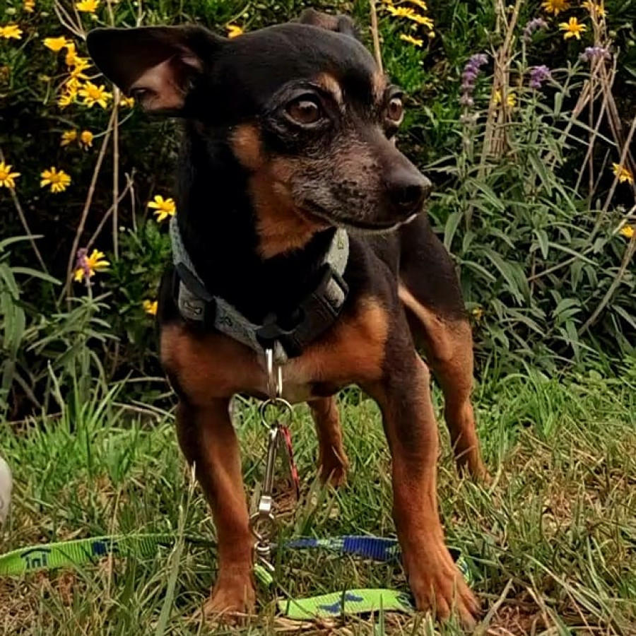RICKY | Raza Chihuahua | Perdido