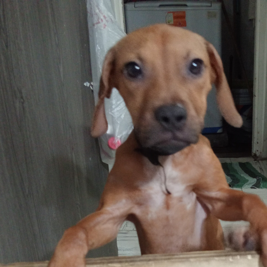 SÁHARA | Raza Mestiza | En Adopción