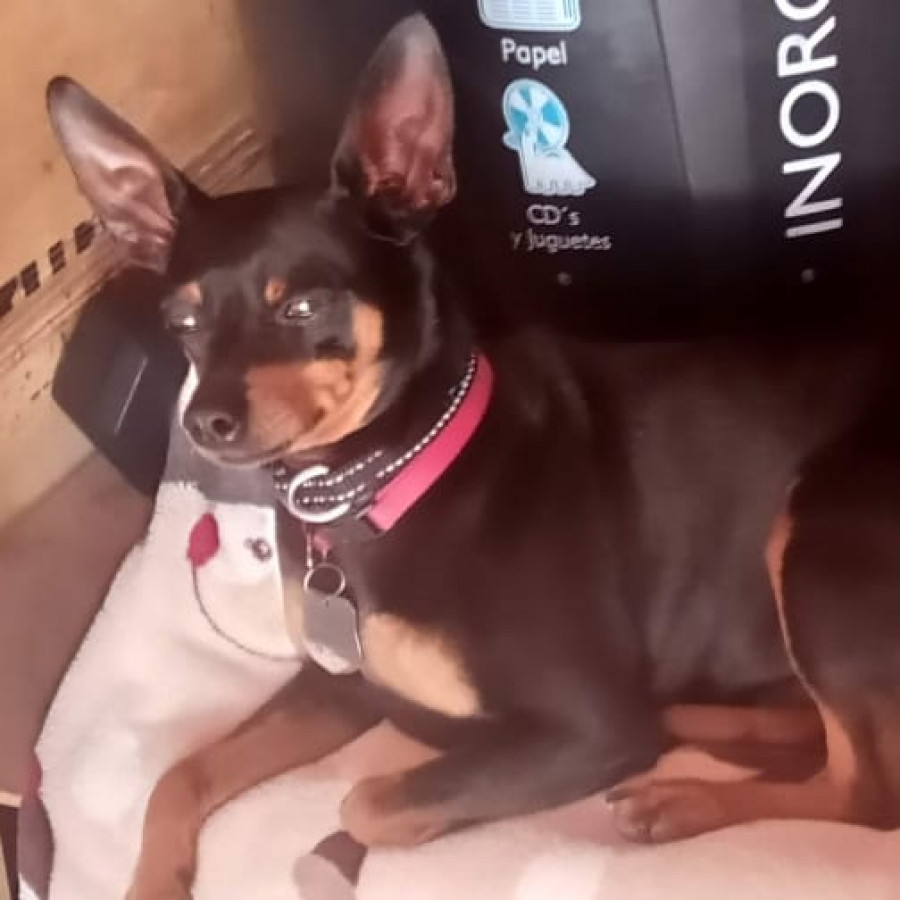 BIG | Raza Pinscher Miniatura  | Perdido