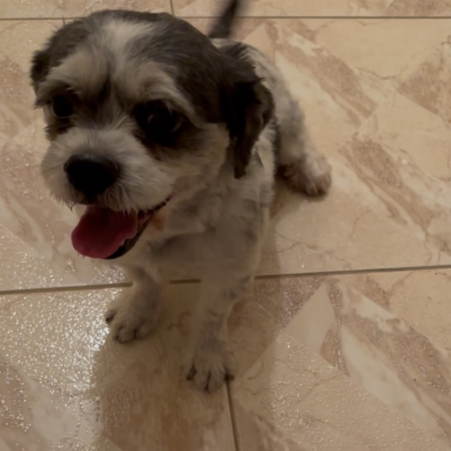 MANCHAS | Raza Shih Tzu  | Perdido
