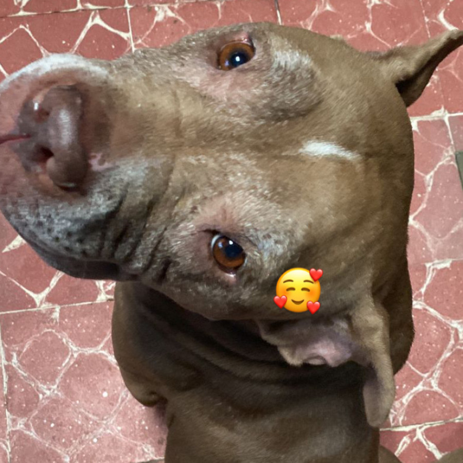DAGA | Raza American Pitbull Terrier | Perdida