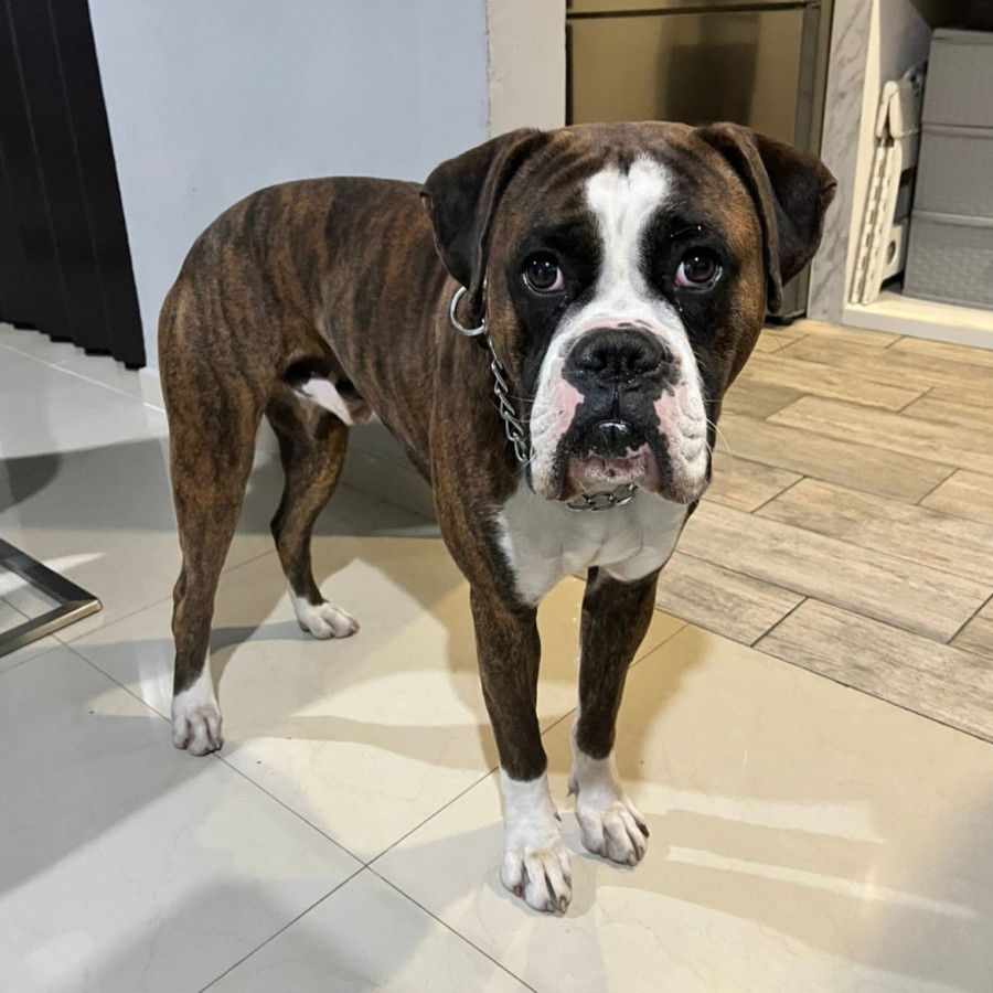 FIDEL | Raza Bóxer  | Perdido