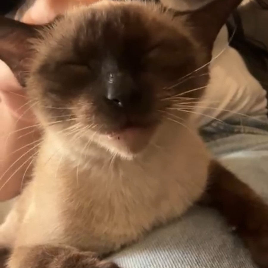 CATTIE | Raza Siamés Punto Chocolate | Perdida