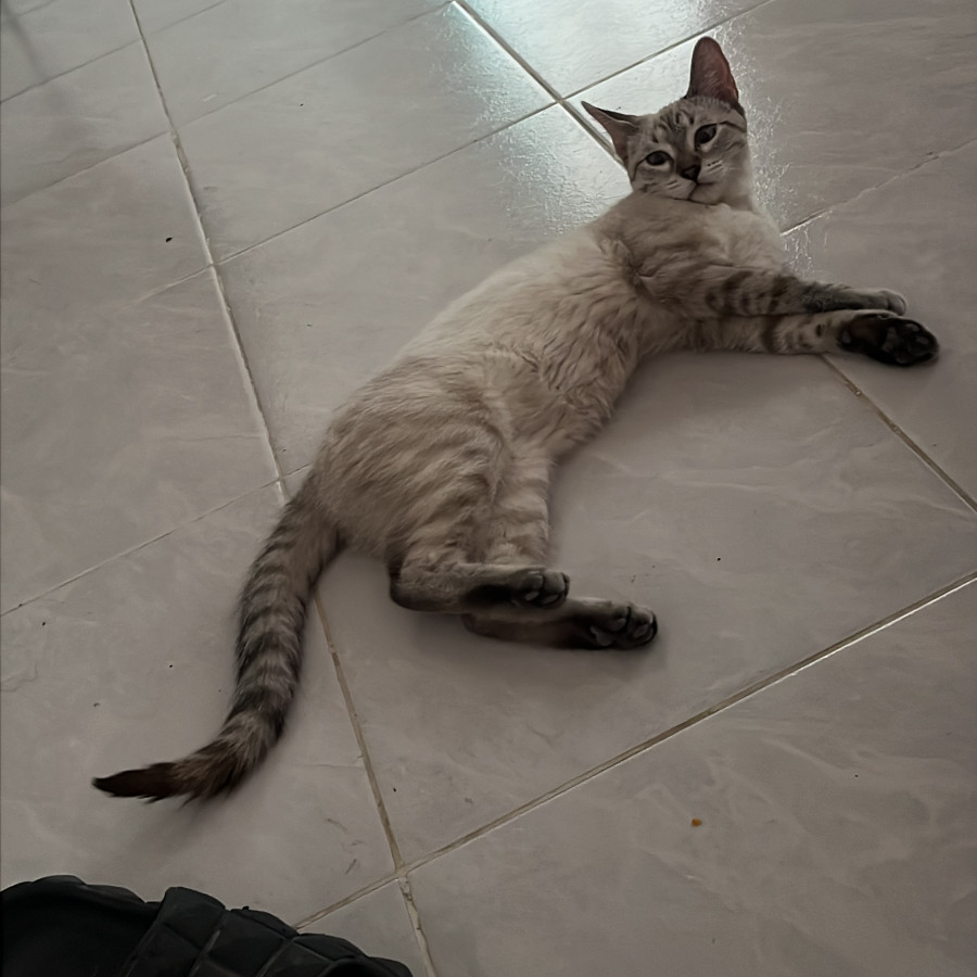 HARU | Raza Aslan o Siamés moderno, punto tabby | Perdida