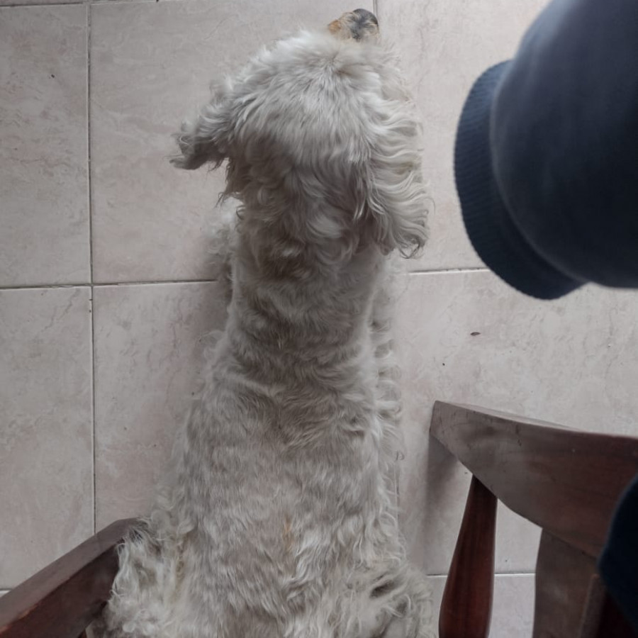 CUQUIS | Raza Mestiza, cruza de French Poodle con Maltés,  (Maltipoo) | Perdida