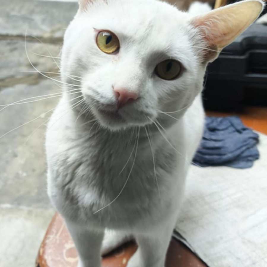 HORTENSIO | Raza Khao Manee | En Adopción