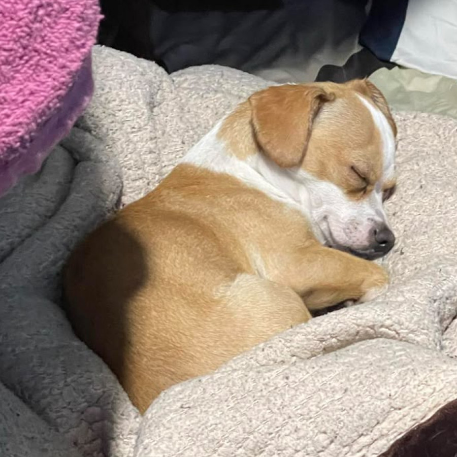 YUKI | Raza Chihuahua | Perdido