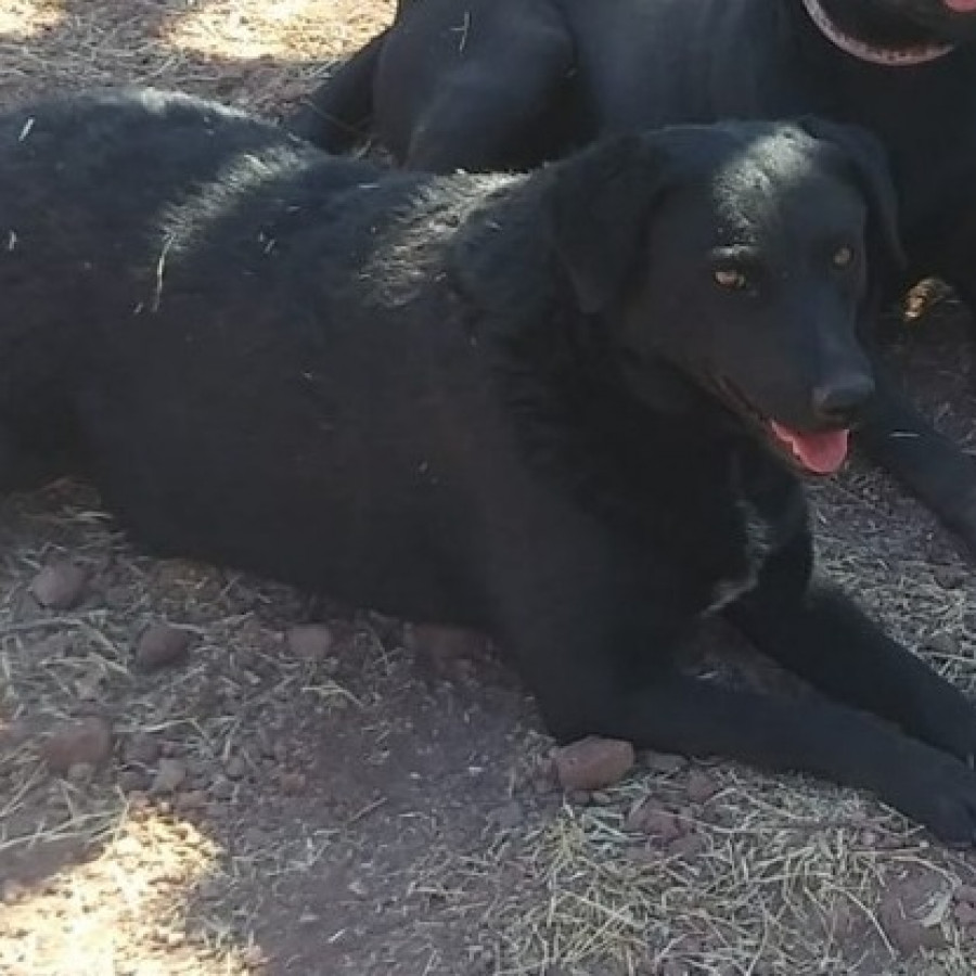 NITA | Raza Mestiza, cruza de Labrador | Perdida