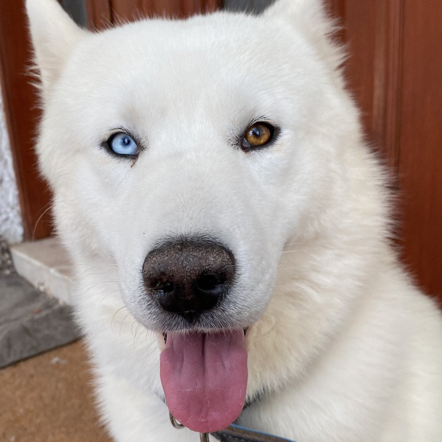  | Raza Husky Siberiano | Encontrado