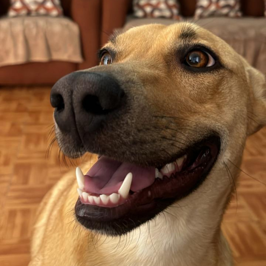 NALA | Raza Mestiza, cruza de Pastor Belga Malinois con Labrador | Perdida