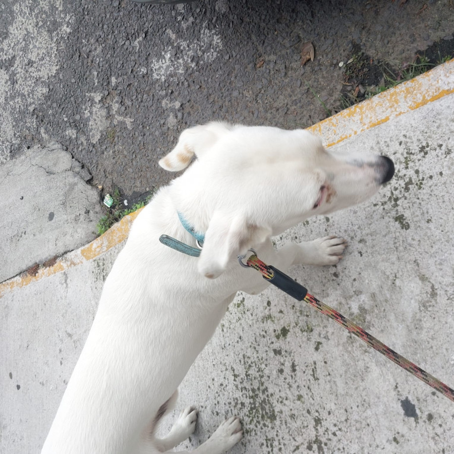  | Raza Mestizo | Encontrado