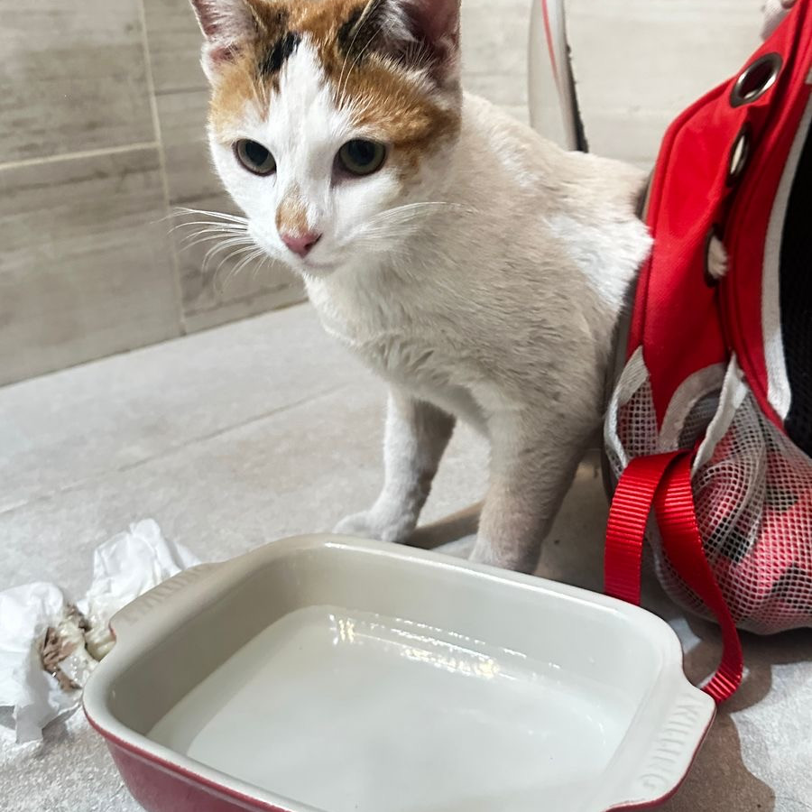  | Raza Calicó de pelo corto | Encontrada