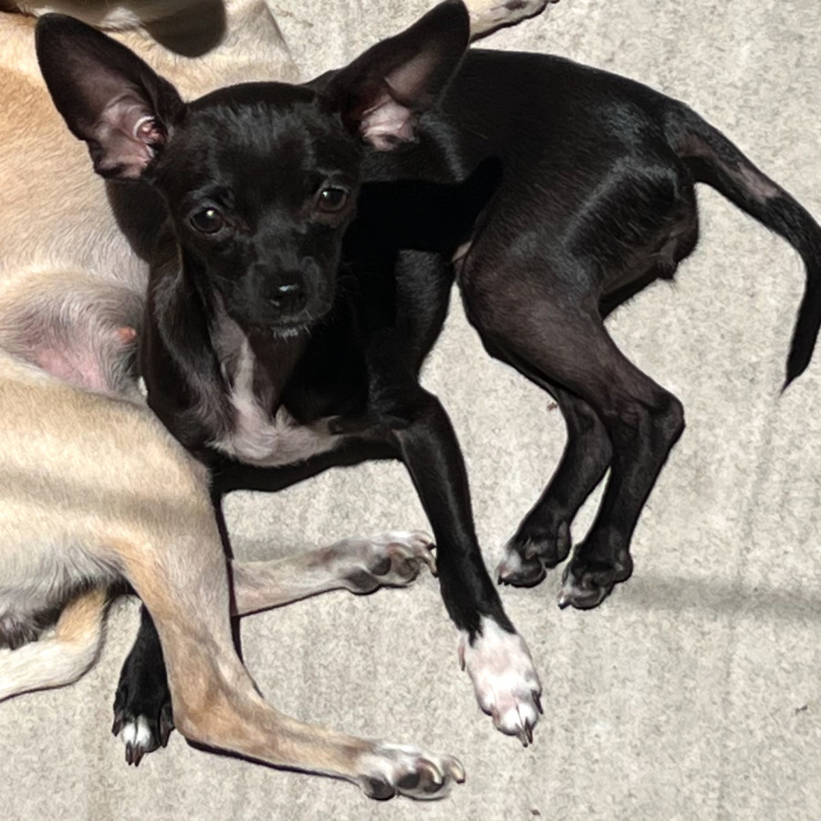 CIRILA | Raza Chihuahua | Perdida
