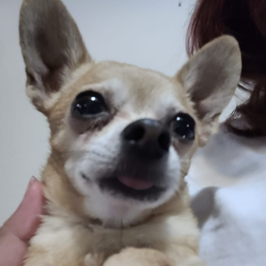 BAILEY | Raza Chihuahua | Perdido
