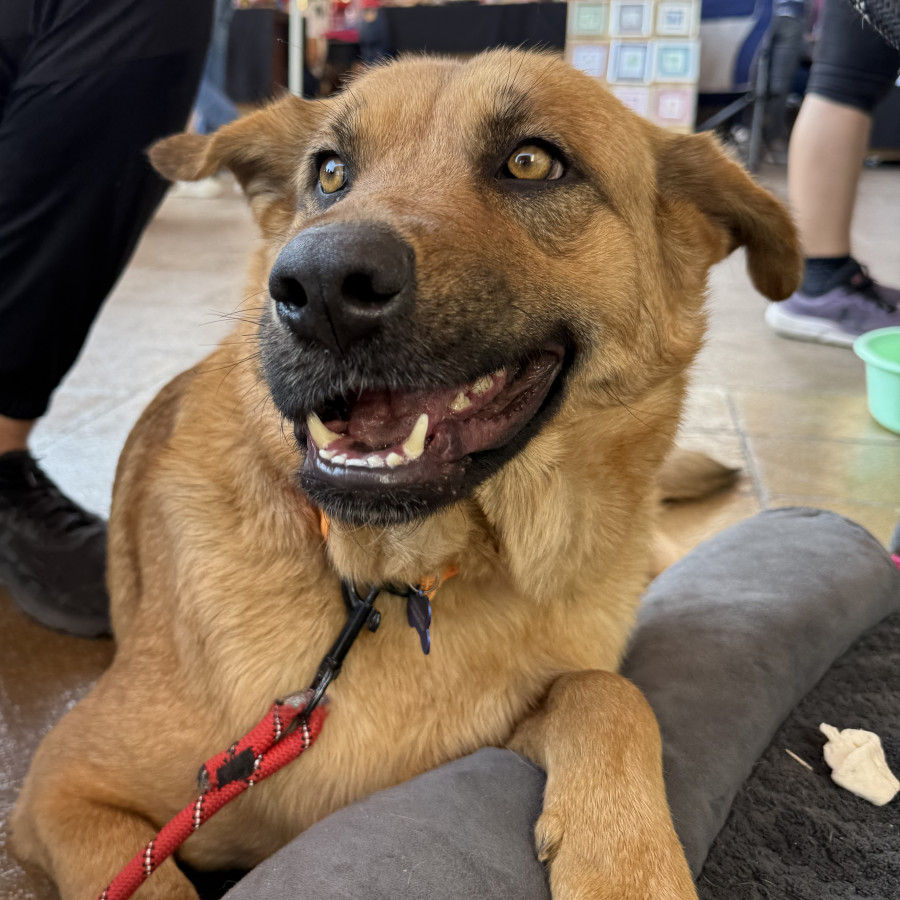 BELÉN | Raza Mestiza | En Adopción