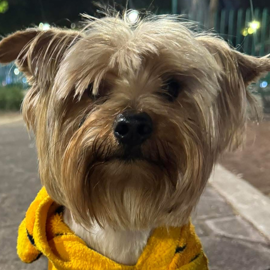 MILO | Raza Yorkshire Terrier (Yorkie) | Perdido