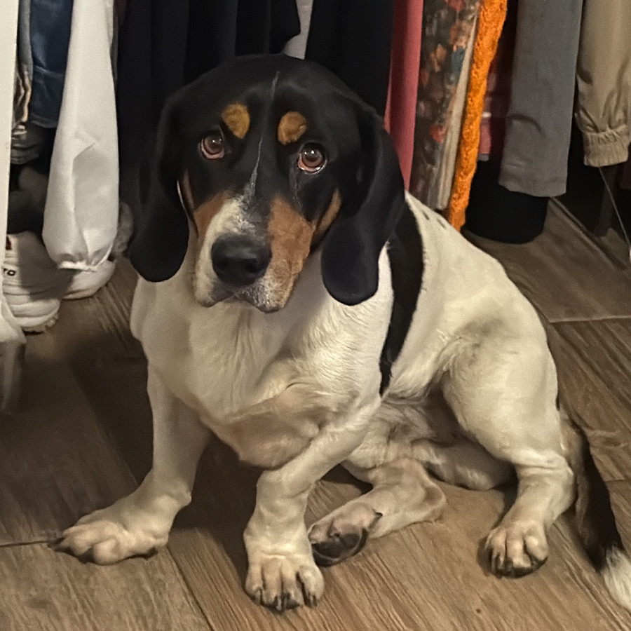  | Raza Mestizo, cruza de Basset Hound con Beagle | Encontrado