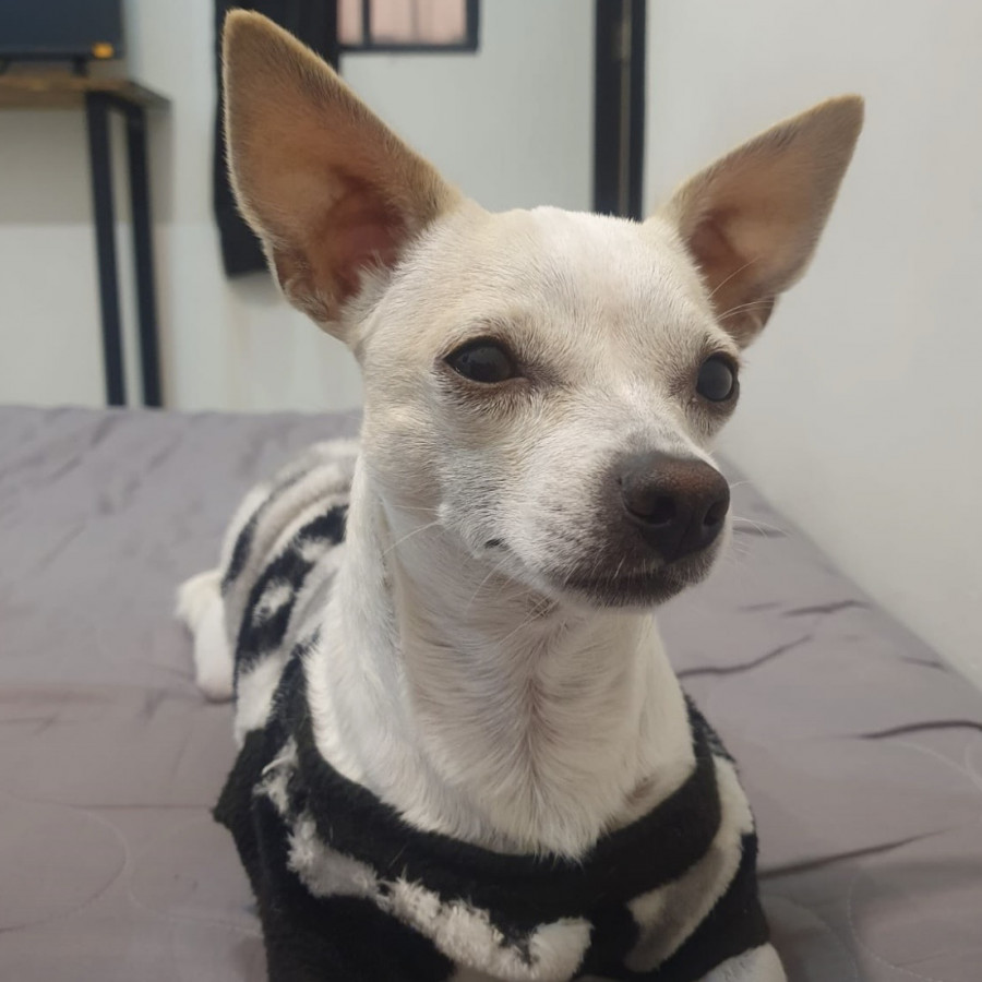 BRUNO | Raza Chihuahua | Perdido