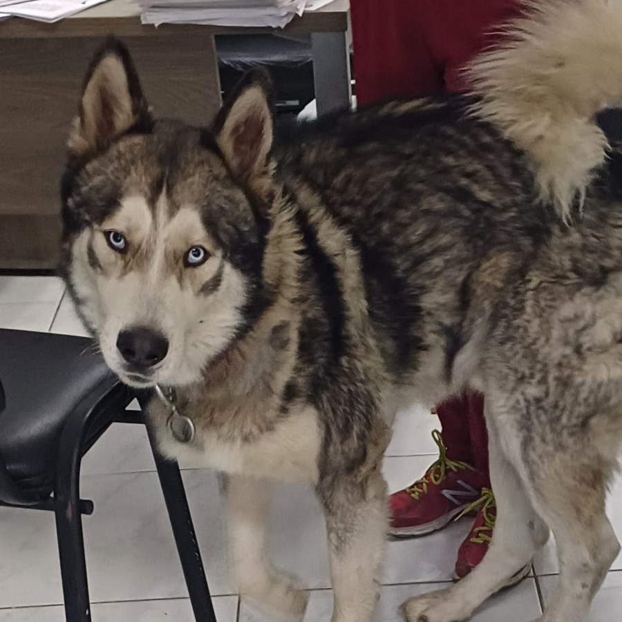  | Raza Husky Siberiano | Encontrado