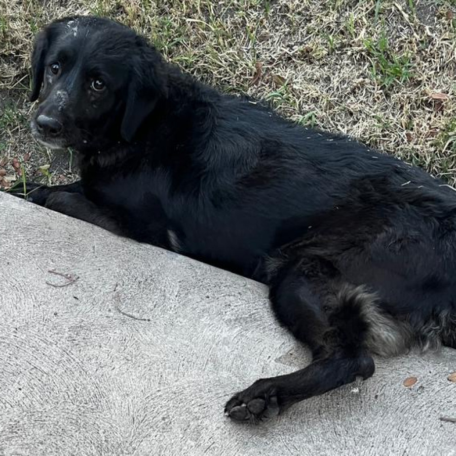 | Raza Mestiza, posible cruza de Cocker | Encontrada