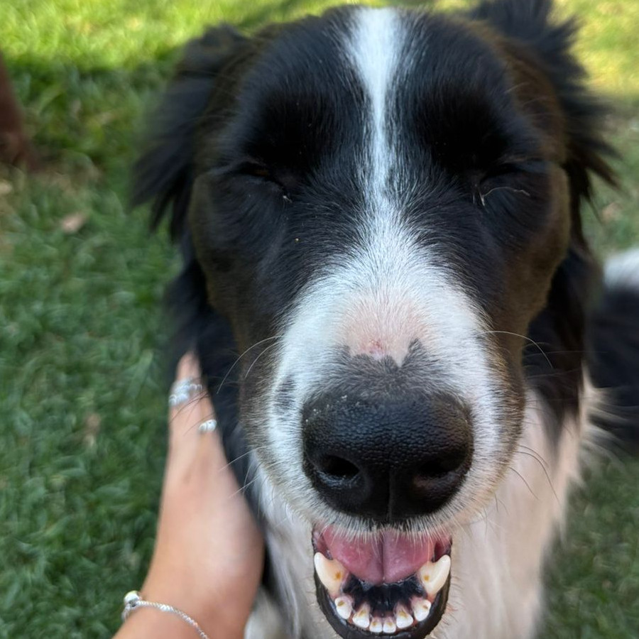  | Raza Border Collie  | Encontrada