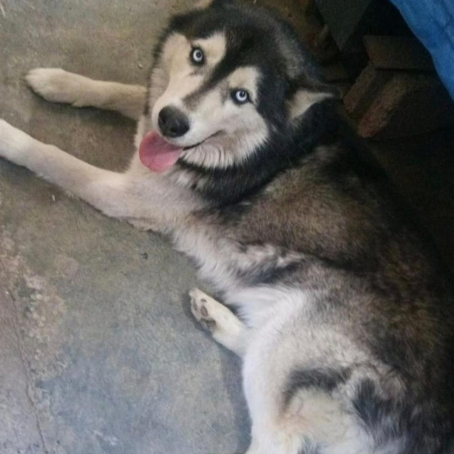 LOKI | Raza Husky Siberiano | Perdido