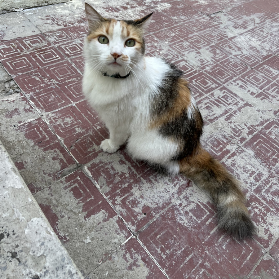 CHILI | Raza Calicó de pelo semilargo | Perdida