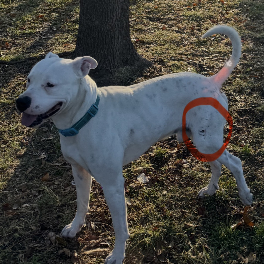 VALIENTE | Raza American Pitbull Terrier | Perdido