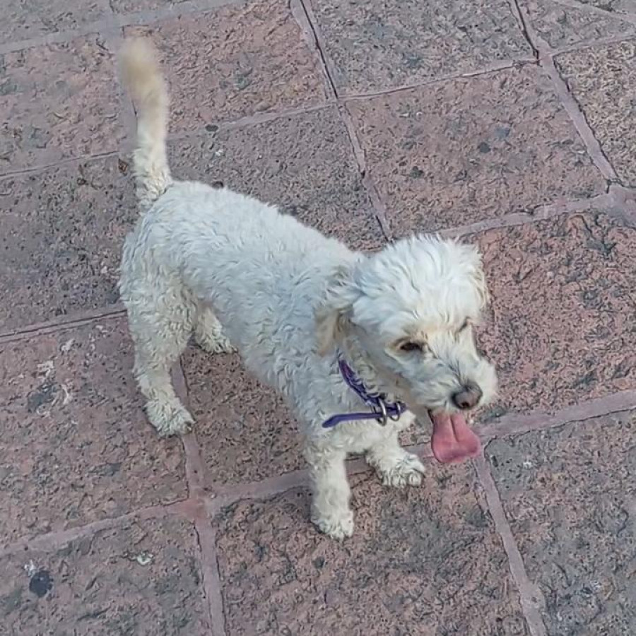 SUKY | Raza Mestiza, cruza de French Poodle | Perdida