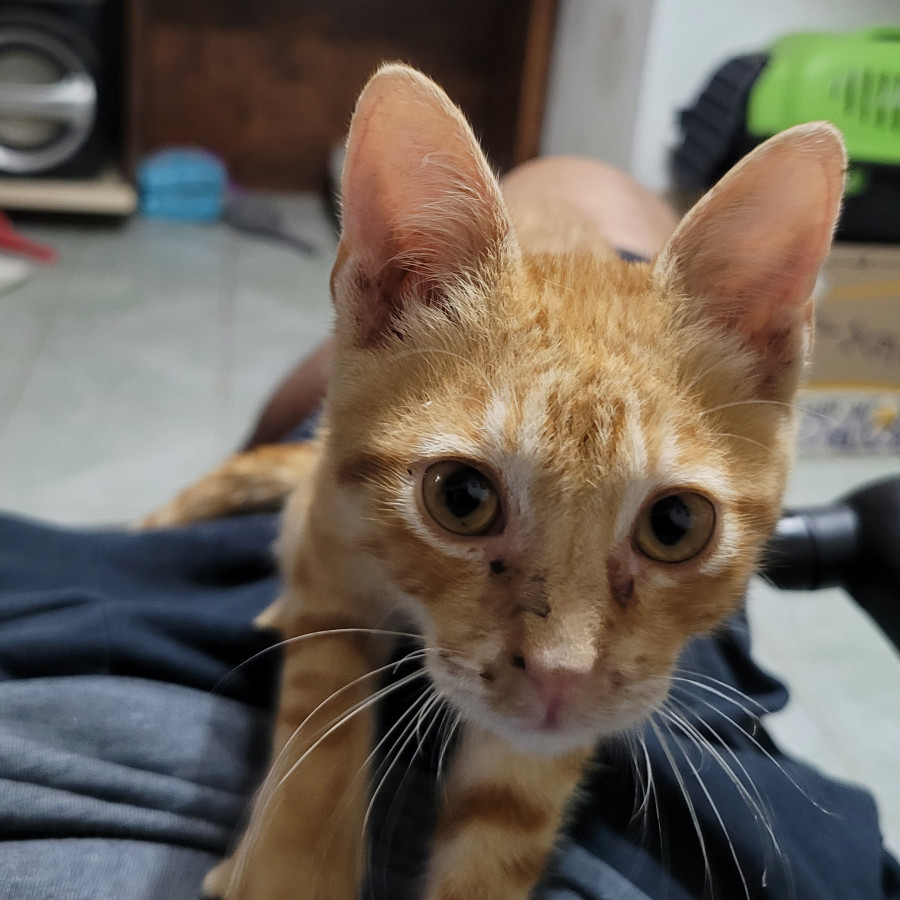 CHETO | Raza Doméstico Americano de pelo corto | Perdido