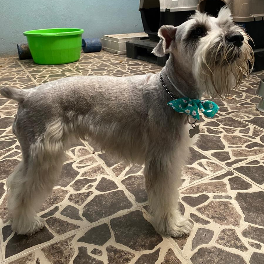 TITA | Raza Schnauzer | Perdida