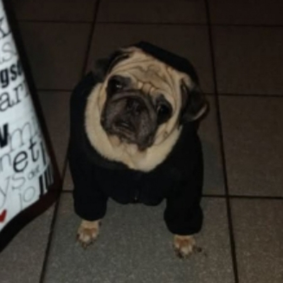 PONYO | Raza Pug o Carlin | Perdido