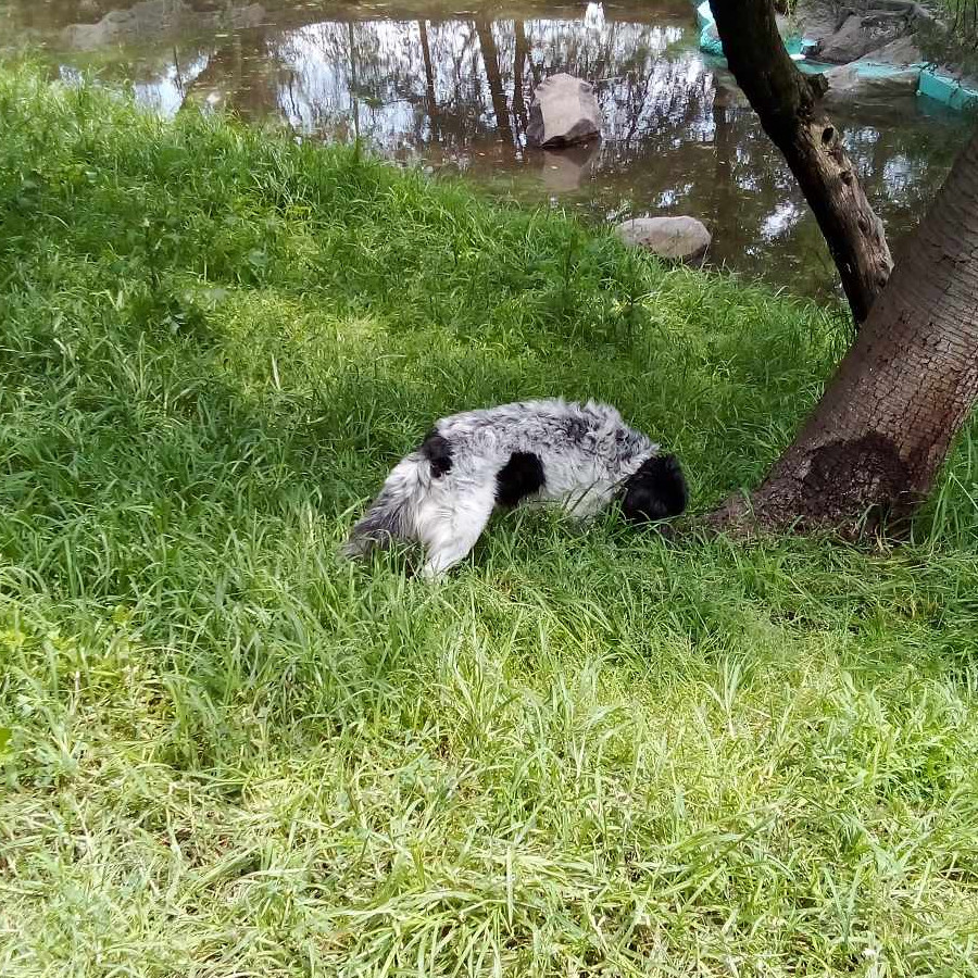 MANCHAS | Raza Mestizo | Perdido