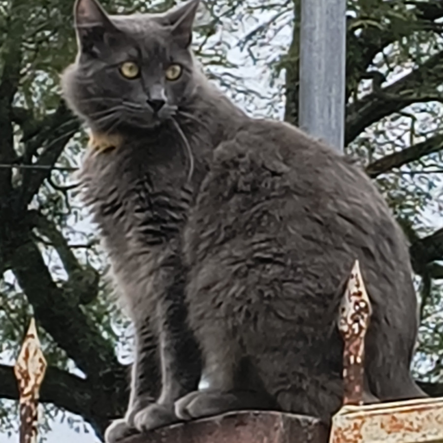 HARRY | Raza Nibelungo o Nebelung | Perdido