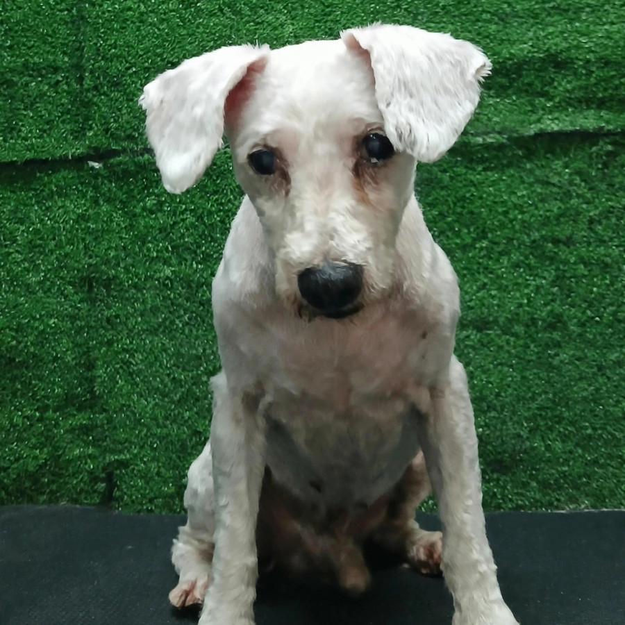  | Raza French Poodle o Caniche | Encontrado